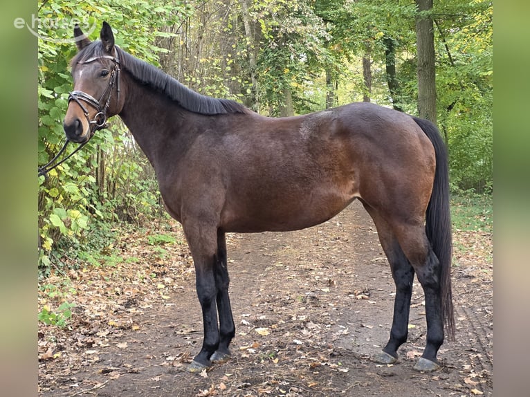Más caballos centroeuropeos Yegua 6 años 162 cm Castaño oscuro in Wachtendonk