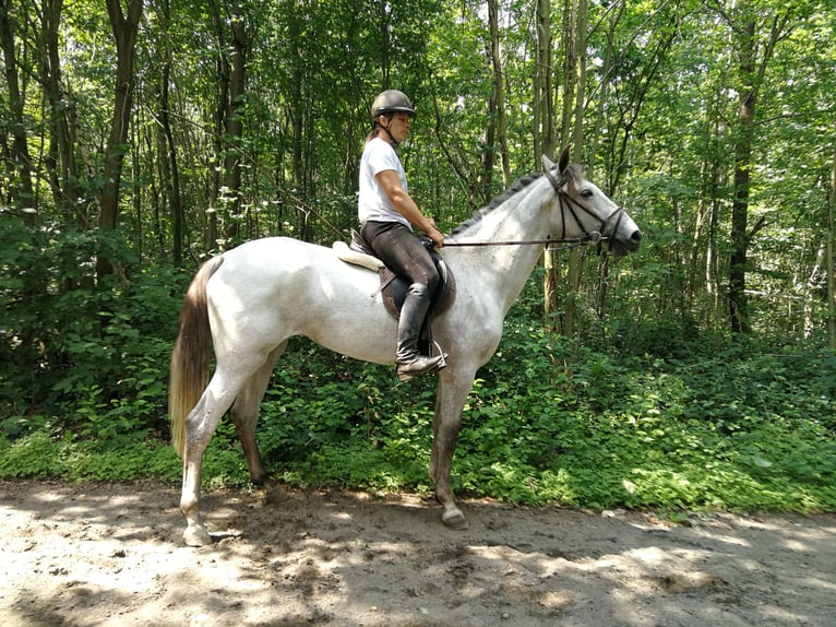 Más caballos centroeuropeos Yegua 6 años 164 cm Tordo in Euskirchen