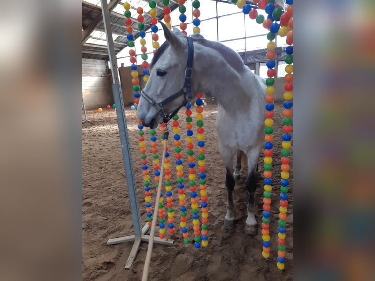 Más caballos centroeuropeos Yegua 6 años 164 cm Tordo in Euskirchen