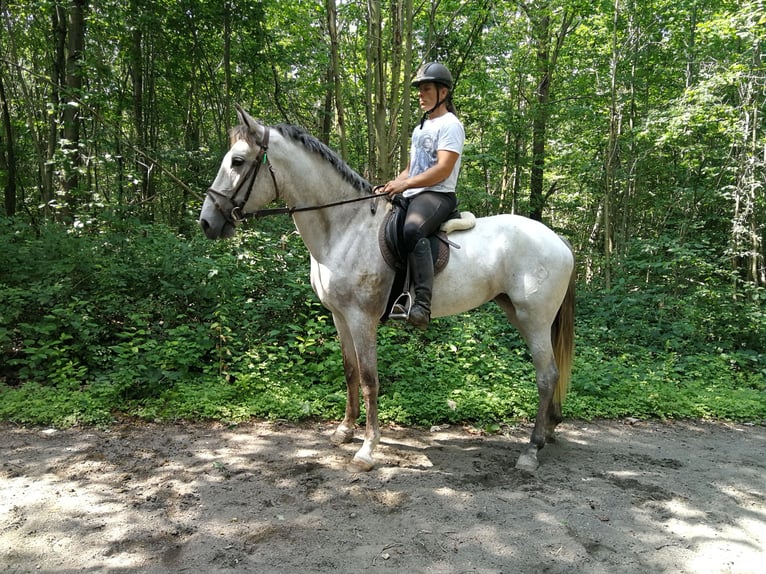 Más caballos centroeuropeos Yegua 6 años 164 cm Tordo in Euskirchen