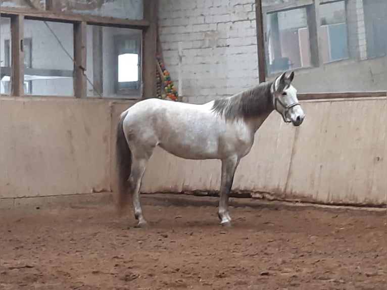 Más caballos centroeuropeos Yegua 6 años 164 cm Tordo in Euskirchen