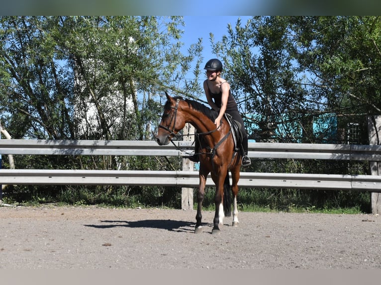 Más caballos centroeuropeos Mestizo Yegua 6 años 165 cm Castaño in Arnstorf