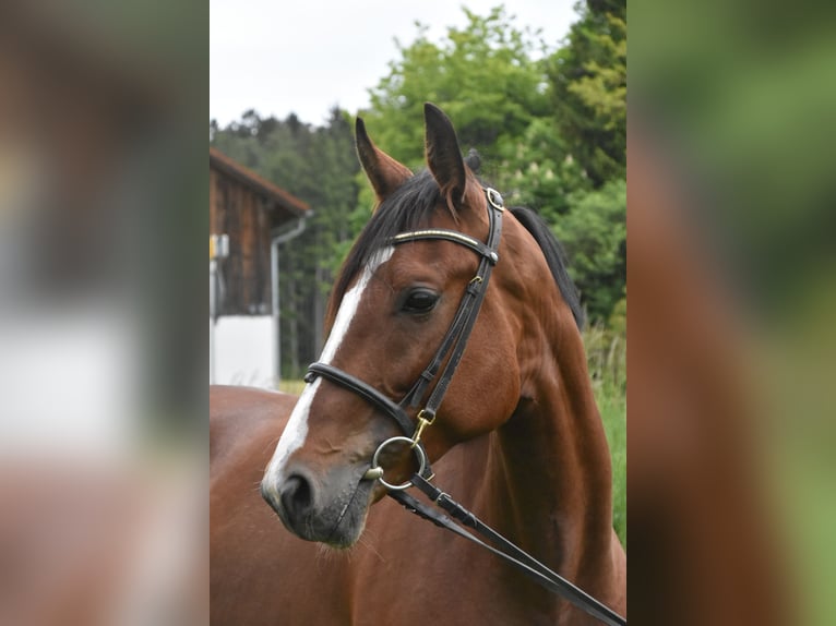 Más caballos centroeuropeos Mestizo Yegua 6 años 165 cm Castaño in Arnstorf