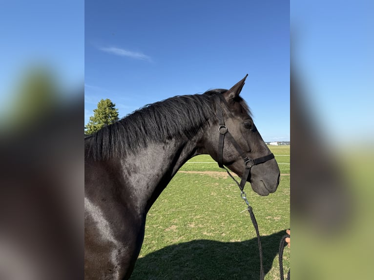Más caballos centroeuropeos Yegua 6 años 165 cm Negro in IglingIgling