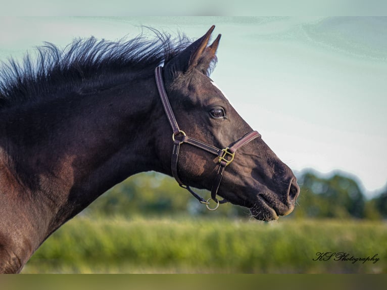 Más caballos centroeuropeos Yegua 6 años 165 cm Negro in IglingIgling