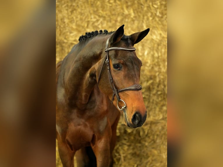 Más caballos centroeuropeos Yegua 6 años 168 cm Castaño in Bladel