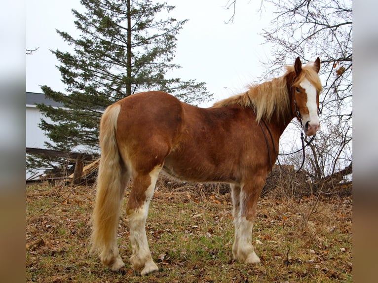 Más caballos centroeuropeos Yegua 6 años 170 cm Alazán-tostado in Highland MI