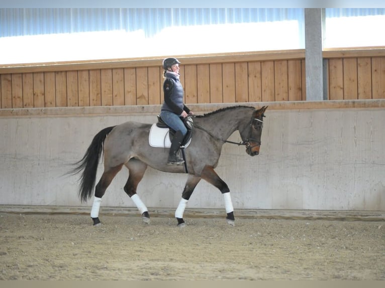 Más caballos centroeuropeos Yegua 6 años 170 cm Castaño in Wellheim