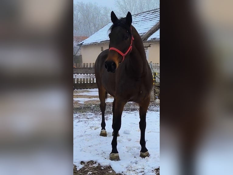 Más caballos centroeuropeos Yegua 6 años 172 cm Castaño in Debrecen