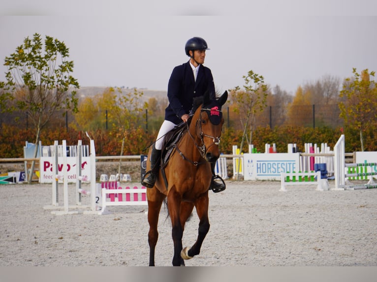 Más caballos centroeuropeos Yegua 6 años 173 cm Castaño in Alcorcon