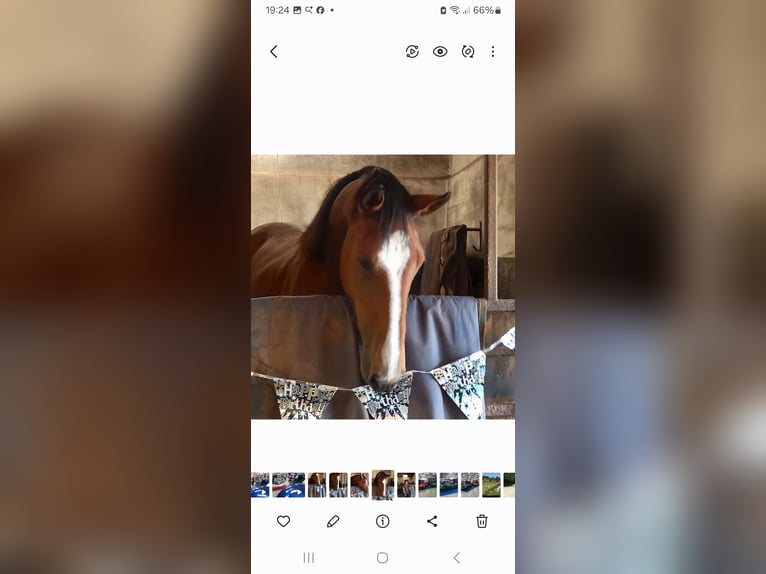 Más caballos centroeuropeos Yegua 6 años 173 cm Castaño rojizo in Devon