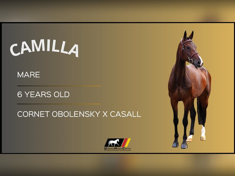 Más caballos centroeuropeos Yegua 6 años Castaño oscuro in Z&#xFC;lpich