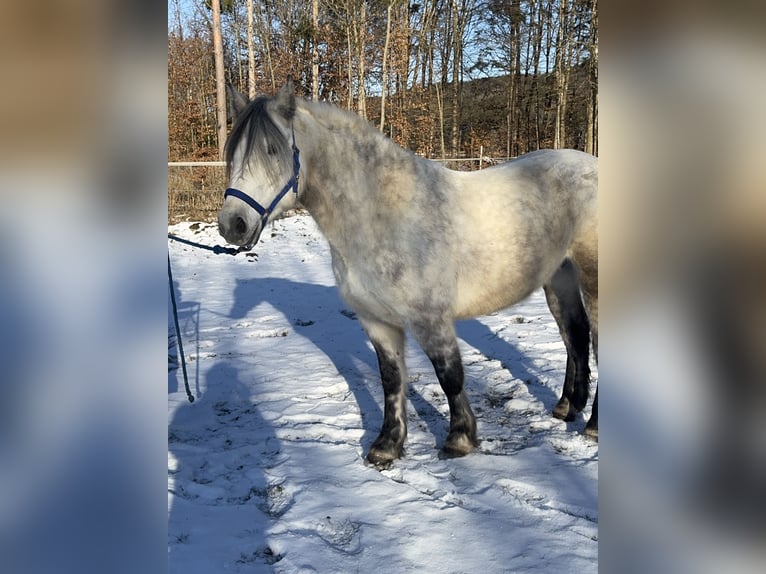 Más caballos centroeuropeos Mestizo Yegua 7 años 152 cm Tordo in Fuchstal