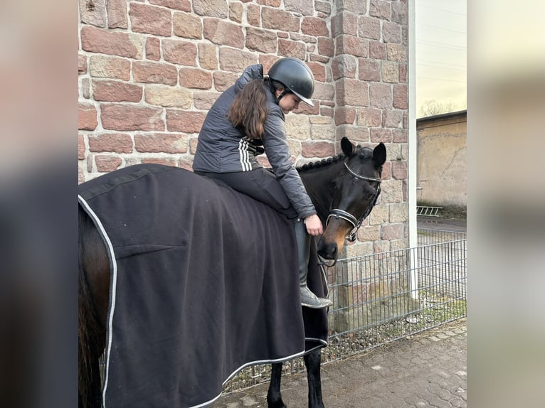 Más caballos centroeuropeos Yegua 7 años 154 cm Castaño oscuro in Friedrichsthal-Bildstock
