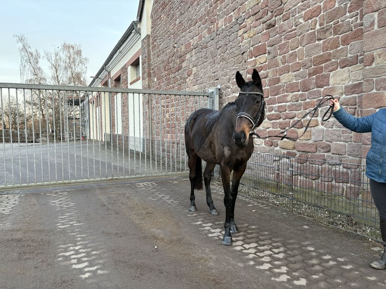 Más caballos centroeuropeos Yegua 7 años 154 cm Castaño oscuro in Friedrichsthal-Bildstock