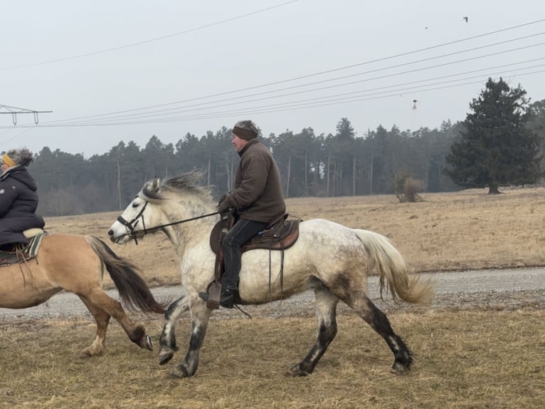 Más caballos centroeuropeos Mestizo Yegua 7 años 154 cm Tordo in Fuchstal