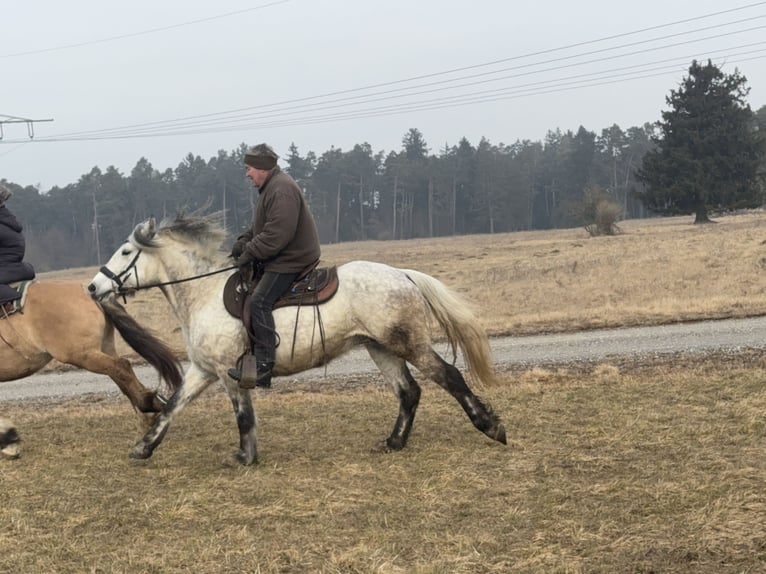 Más caballos centroeuropeos Mestizo Yegua 7 años 154 cm Tordo in Fuchstal