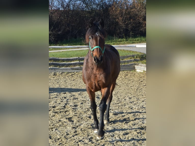 Más caballos centroeuropeos Mestizo Yegua 7 años 155 cm in Linz