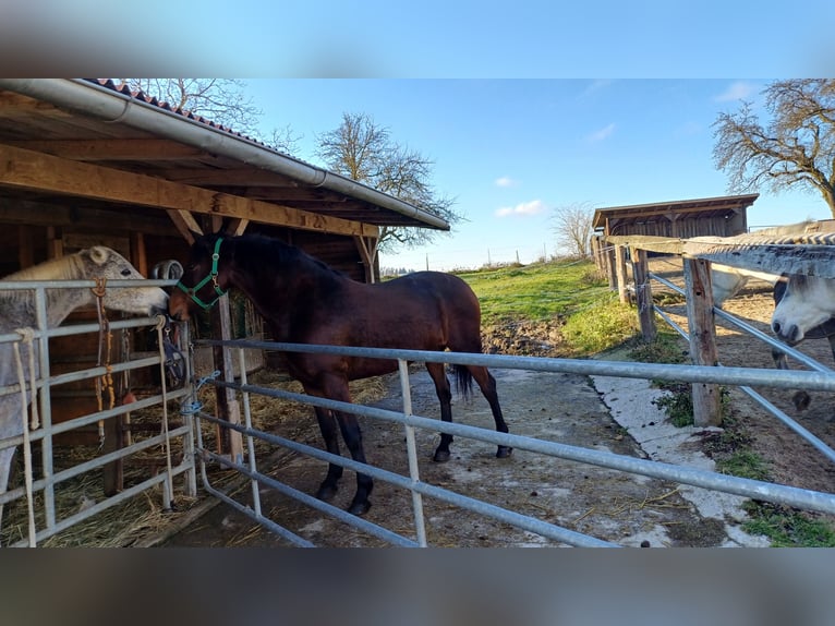 Más caballos centroeuropeos Mestizo Yegua 7 años 155 cm in Linz