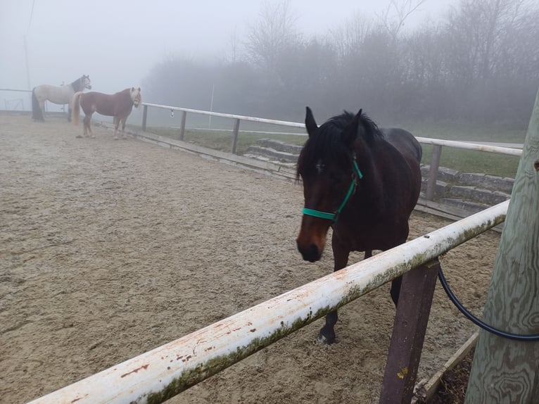 Más caballos centroeuropeos Mestizo Yegua 7 años 155 cm in Linz