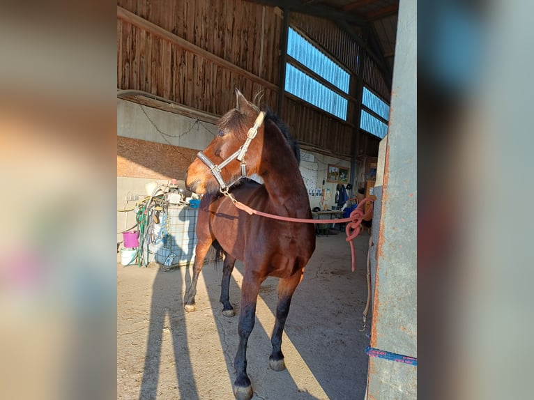 Más caballos centroeuropeos Mestizo Yegua 7 años 155 cm in Linz