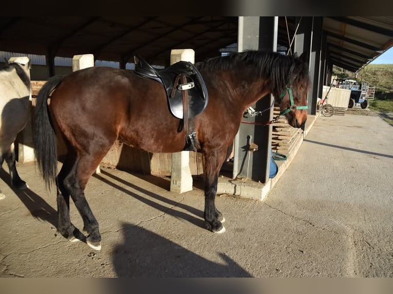 Más caballos centroeuropeos Mestizo Yegua 7 años 155 cm in Linz