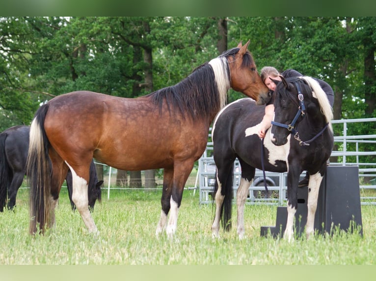 Más caballos centroeuropeos Yegua 7 años 155 cm in Ribbesbüttel