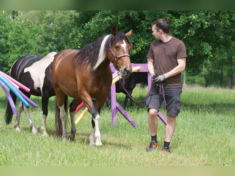 Más caballos centroeuropeos Yegua 7 años 155 cm in Ribbesbüttel