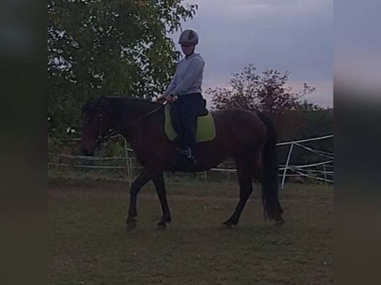 Más caballos centroeuropeos Yegua 7 años 158 cm Castaño in Walzbachtal