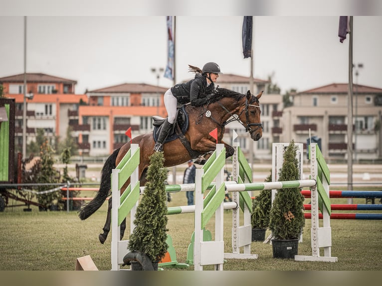 Más caballos centroeuropeos Yegua 7 años 158 cm Castaño in Gangkofen