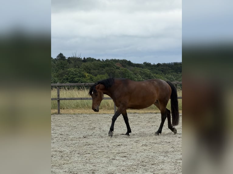 Más caballos centroeuropeos Yegua 7 años 160 cm Castaño in Weil der Stadt