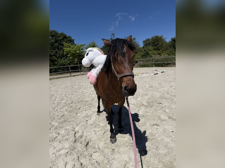 Más caballos centroeuropeos Yegua 7 años 160 cm Castaño in Weil der Stadt