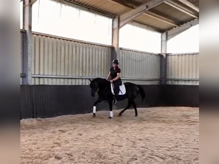 Más caballos centroeuropeos Yegua 7 años 160 cm Castaño oscuro in Hüttenberg