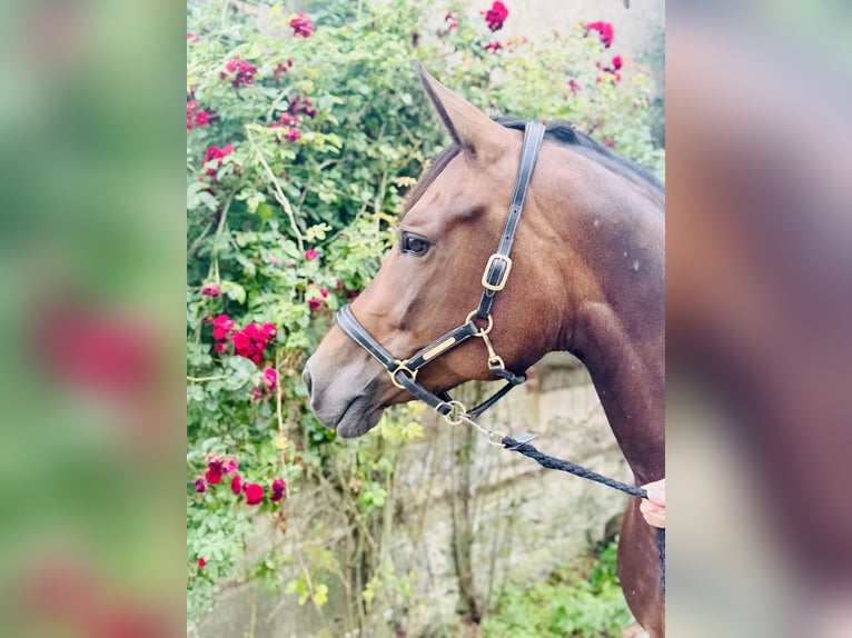 Más caballos centroeuropeos Yegua 7 años 160 cm Castaño oscuro in Löhnberg
