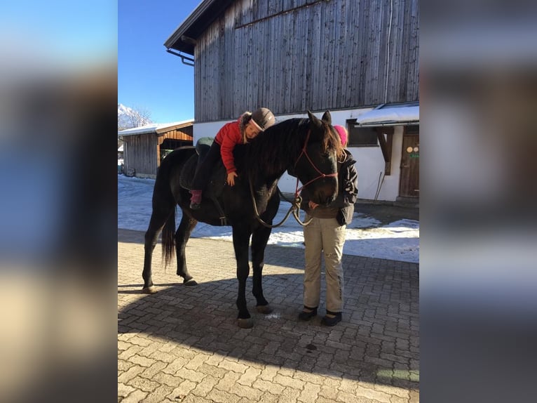 Más caballos centroeuropeos Mestizo Yegua 7 años 160 cm Morcillo in Unterpuchenau