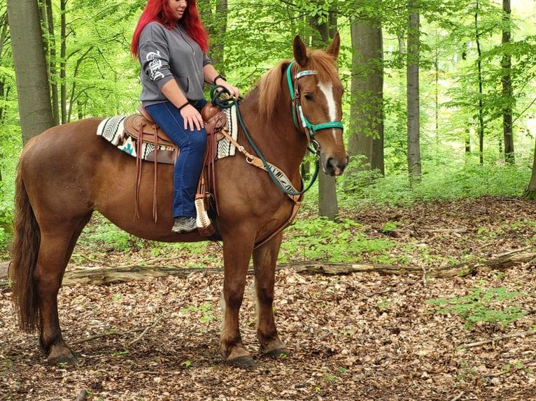 Más caballos centroeuropeos Yegua 7 años 162 cm Alazán in Linkenbach