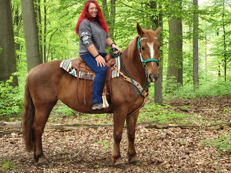 Más caballos centroeuropeos Yegua 7 años 162 cm Alazán in Linkenbach