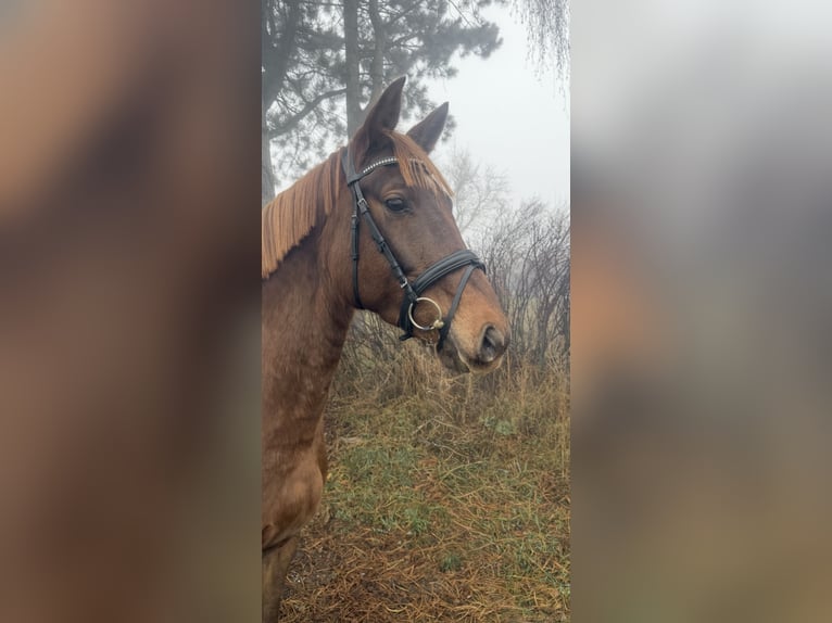 Más caballos centroeuropeos Yegua 7 años 163 cm Alazán-tostado in Pelmberg