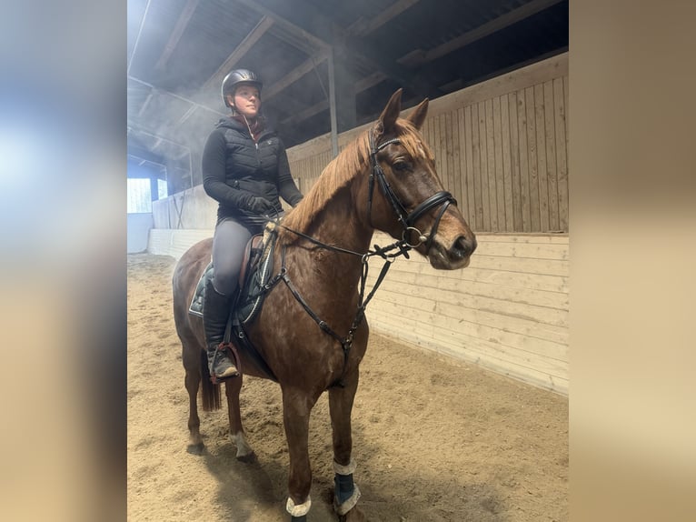 Más caballos centroeuropeos Yegua 7 años 163 cm Alazán-tostado in Pelmberg