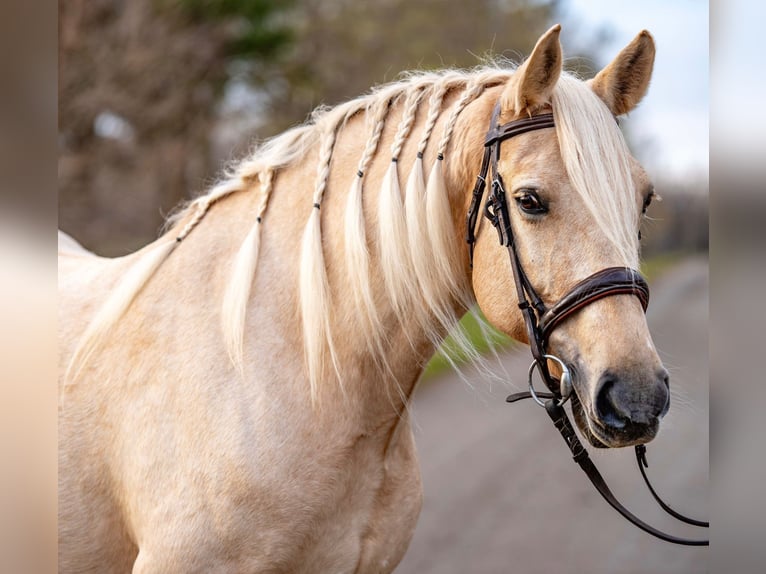 Más caballos centroeuropeos Yegua 7 años 163 cm Palomino in Mez&#x151;hegyes