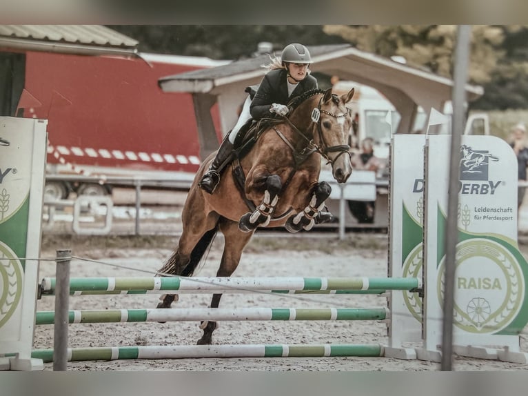 Más caballos centroeuropeos Yegua 7 años 164 cm Buckskin/Bayo in Tiste