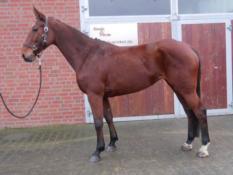 Más caballos centroeuropeos Yegua 7 años 165 cm Castaño in Dorsten