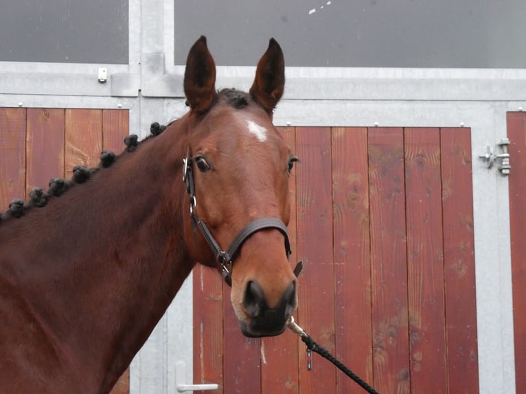 Más caballos centroeuropeos Yegua 7 años 165 cm Castaño in Dorsten