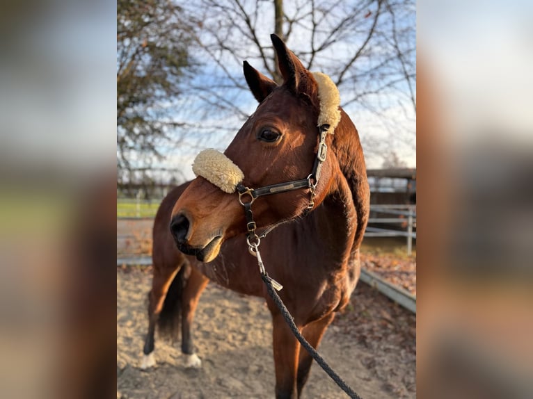 Más caballos centroeuropeos Yegua 7 años 165 cm Castaño in Mengen