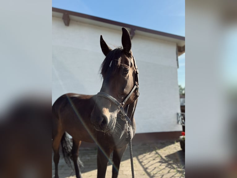 Más caballos centroeuropeos Yegua 7 años 165 cm Castaño oscuro in Mücke