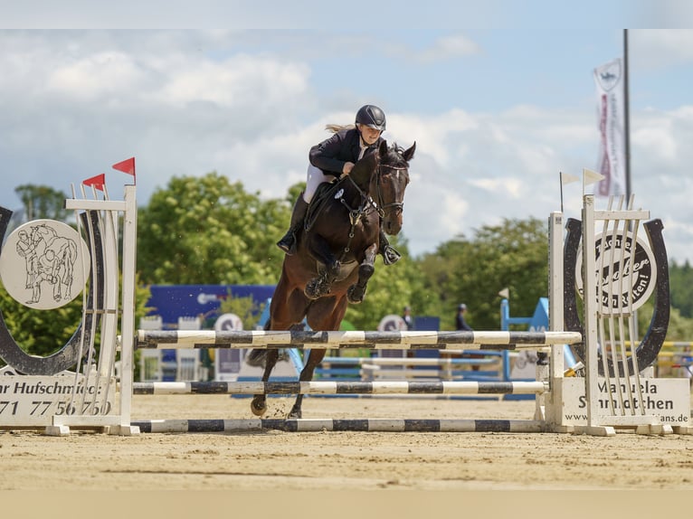 Más caballos centroeuropeos Yegua 7 años 165 cm Castaño oscuro in Mücke