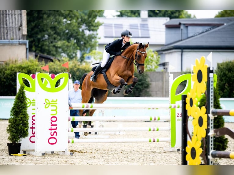 Más caballos centroeuropeos Yegua 7 años 165 cm Castaño rojizo in Stryków
