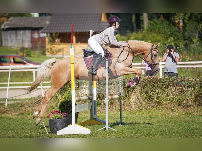 Más caballos centroeuropeos Yegua 7 años 165 cm Palomino in Gronków