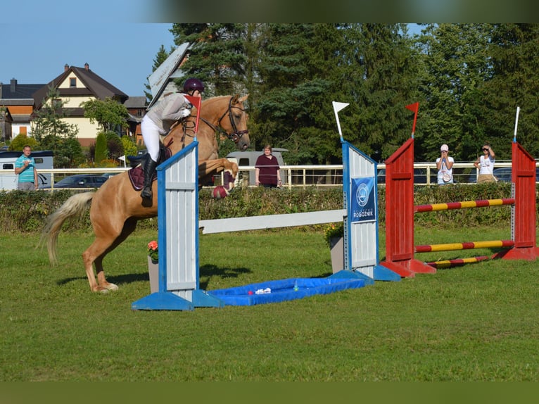 Más caballos centroeuropeos Yegua 7 años 165 cm Palomino in Gronków