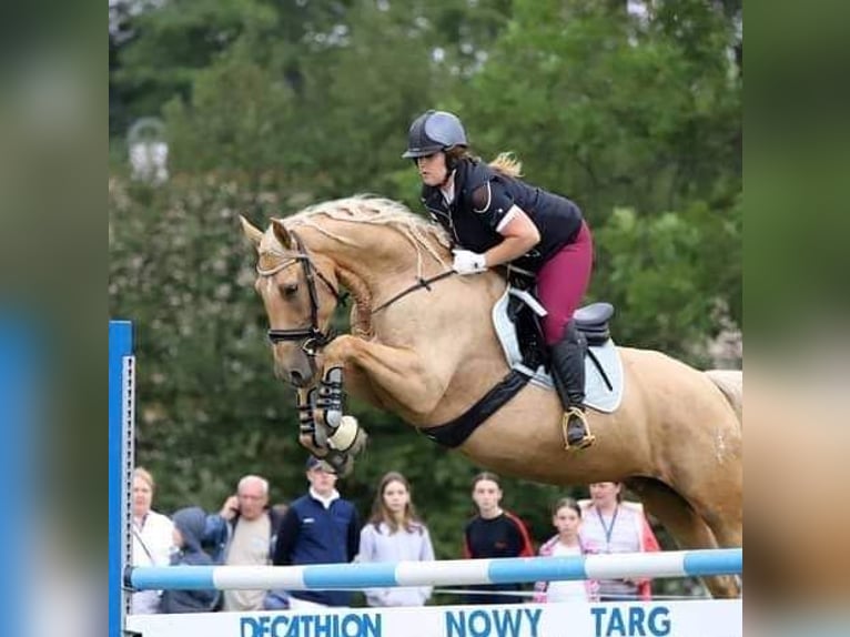 Más caballos centroeuropeos Yegua 7 años 165 cm Palomino in Gronków